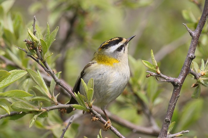 Firecrest