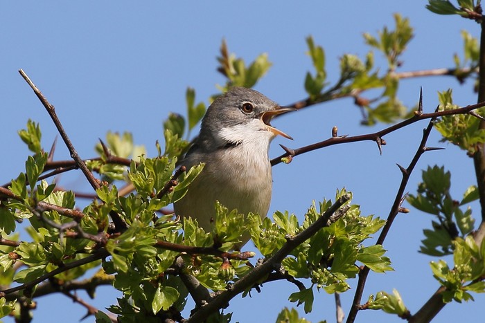 Whitethroat