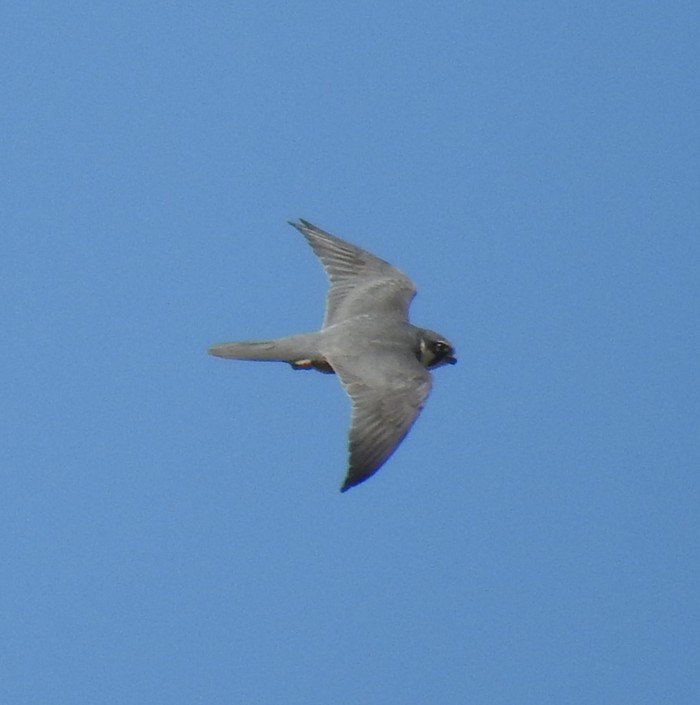 Hobby