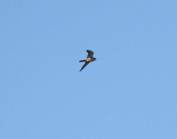Hobby