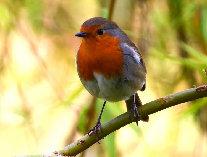 Robin