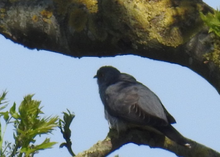 Cuckoo