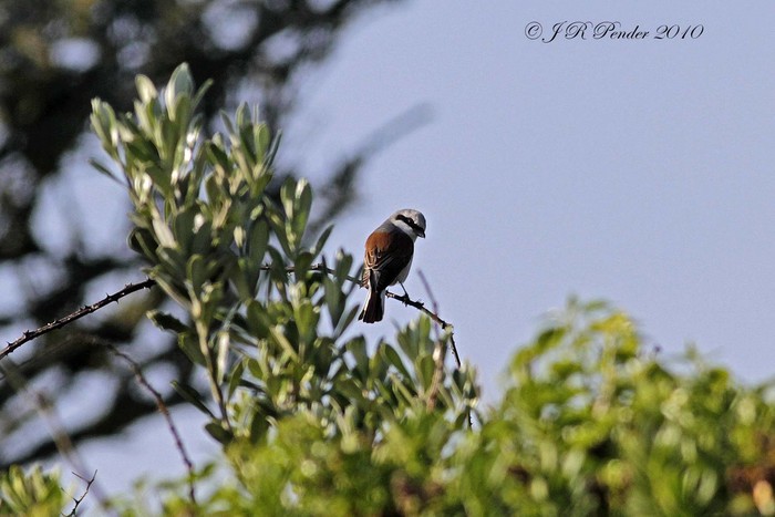 Red-backed Shrike