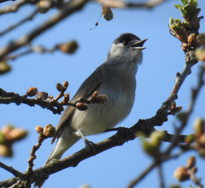 Blackcap