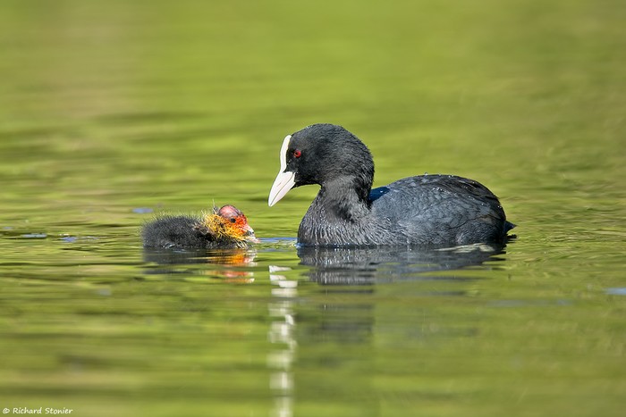 Coot