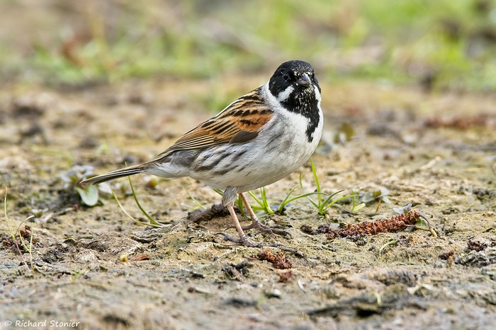 Reed Bunting