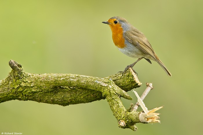 Robin