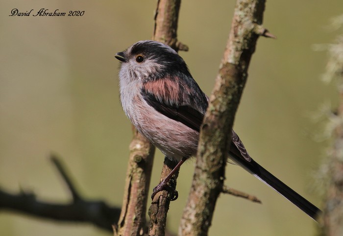 Long-tailed Tit 