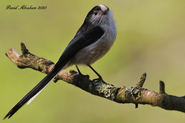 Long-tailed Tit