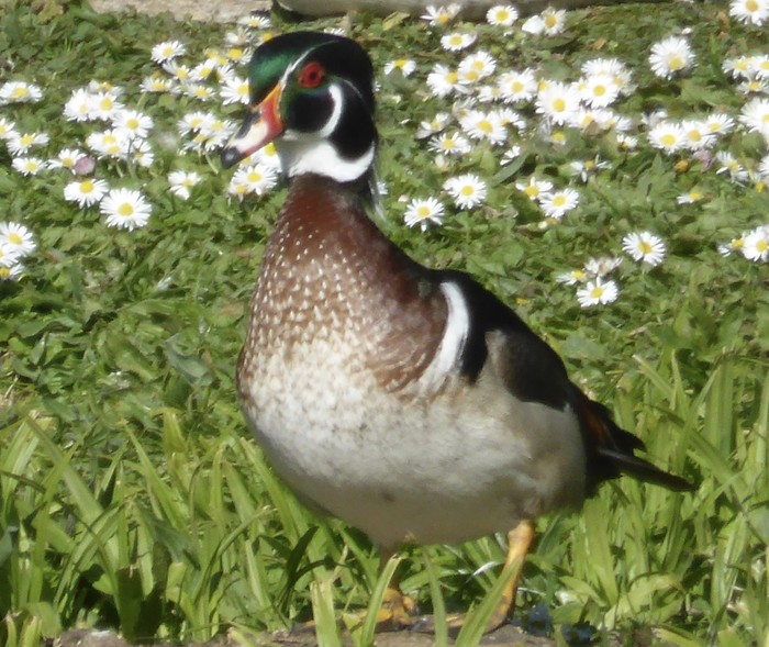Wood Duck