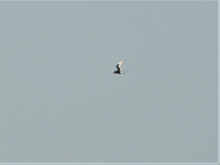 White-winged Black Tern