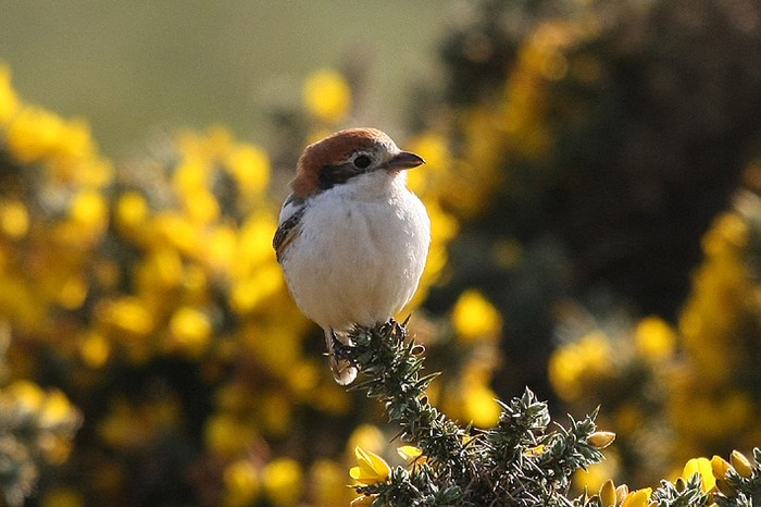 Woodchat Shrike