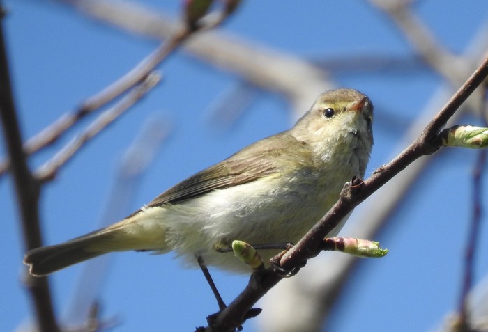 Chiffchaff