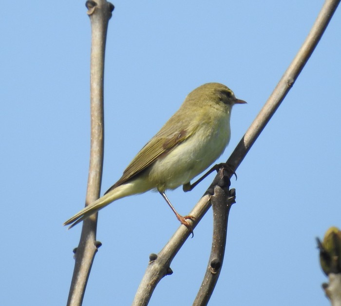 Willow Warbler