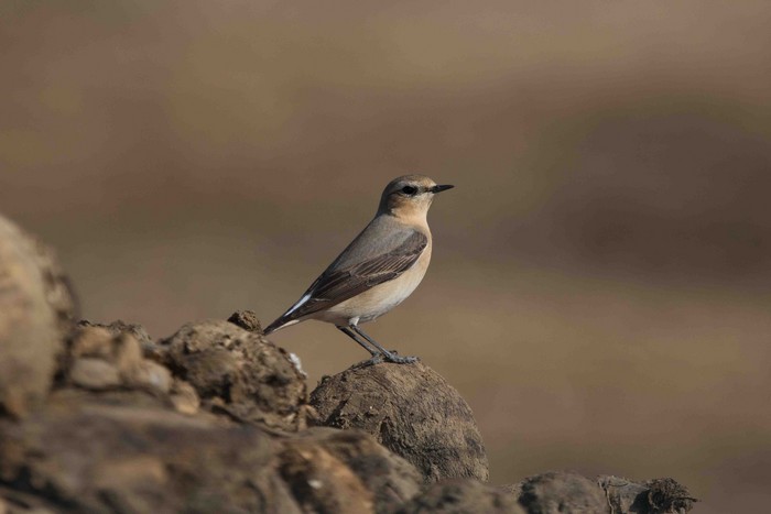 Wheatear
