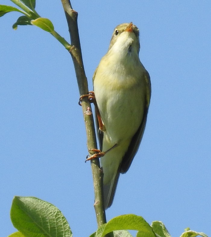 Willow Warbler
