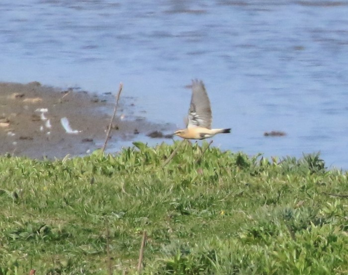 Wheatear