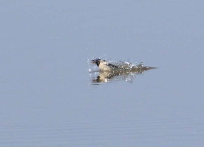 Swallow