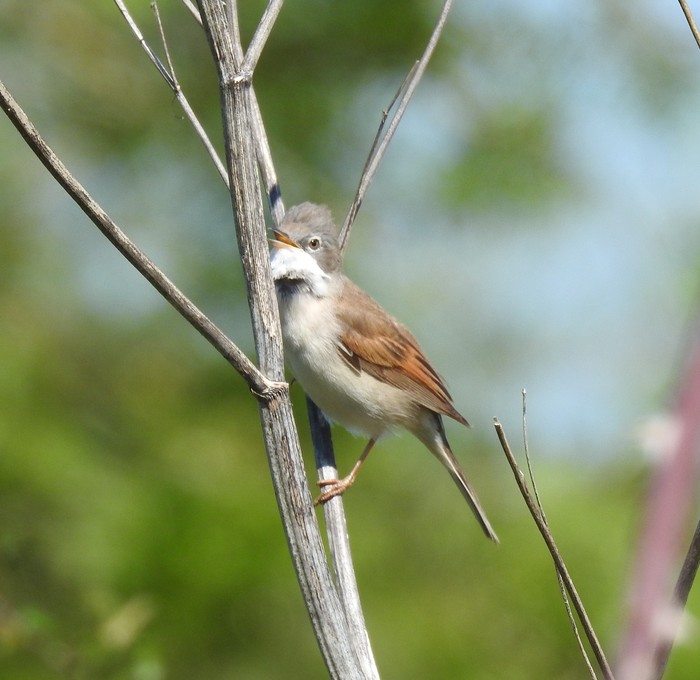 Whitethroat