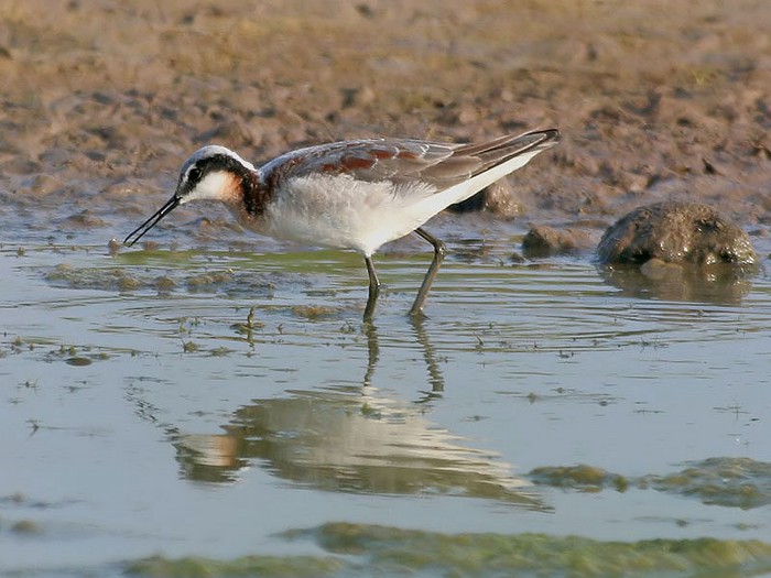 Wilson's Phalarope