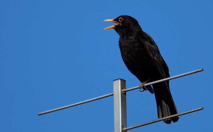 Blackbird