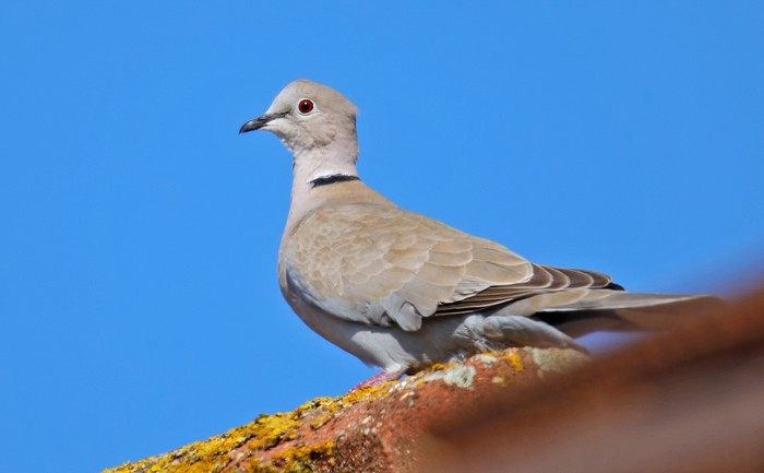 Collared Dove