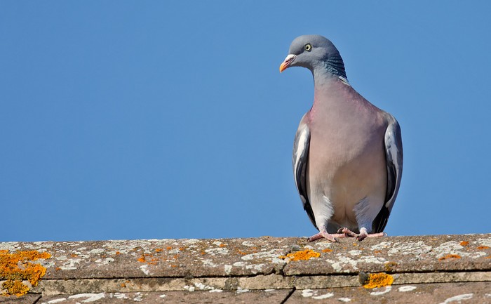 Woodpigeon