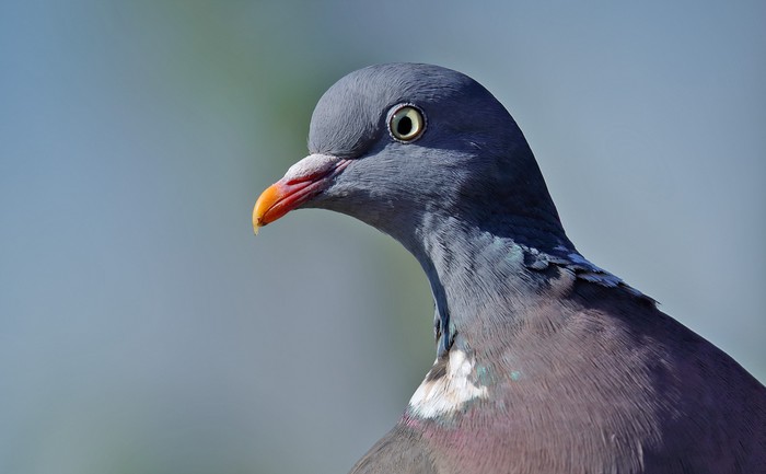 Woodpigeon