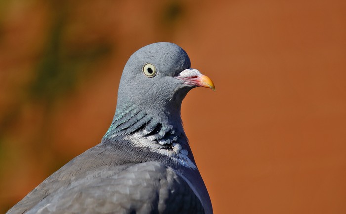 Woodpigeon
