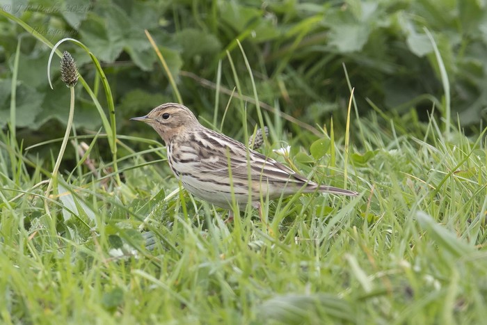 Red-throated Pipit