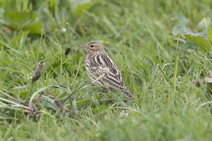 Red-throated Pipit