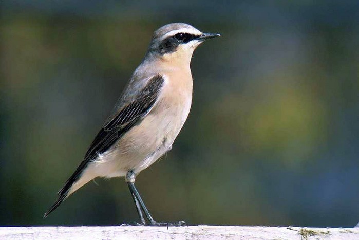 Wheatear