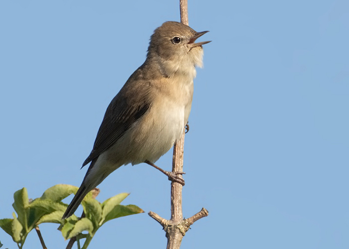 Garden Warbler