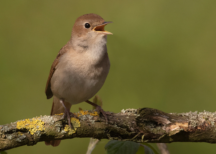 Nightingale