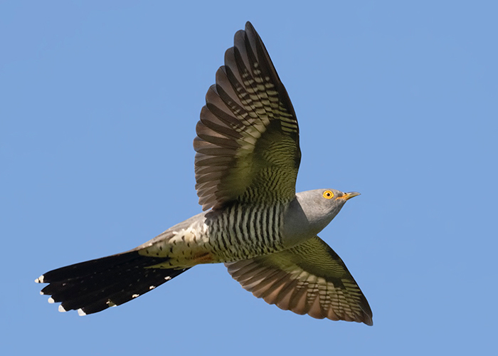 Cuckoo