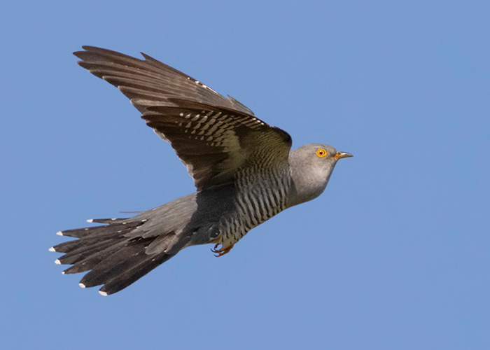 Cuckoo