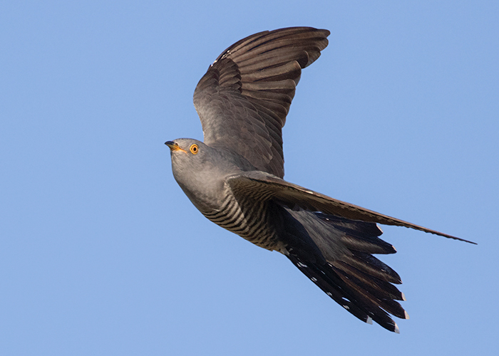 Cuckoo