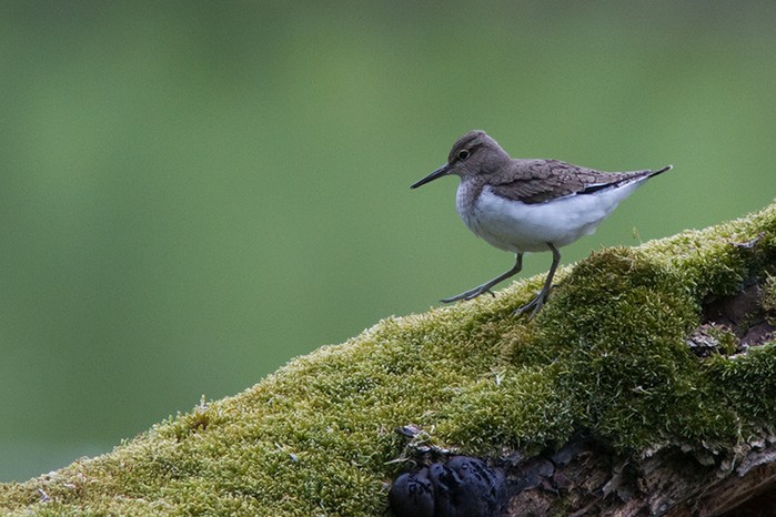 Common Sandpiper
