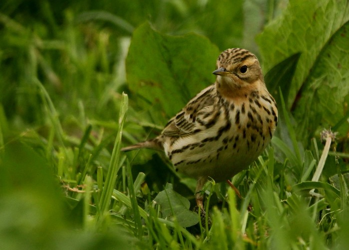 Red-throated Pipit