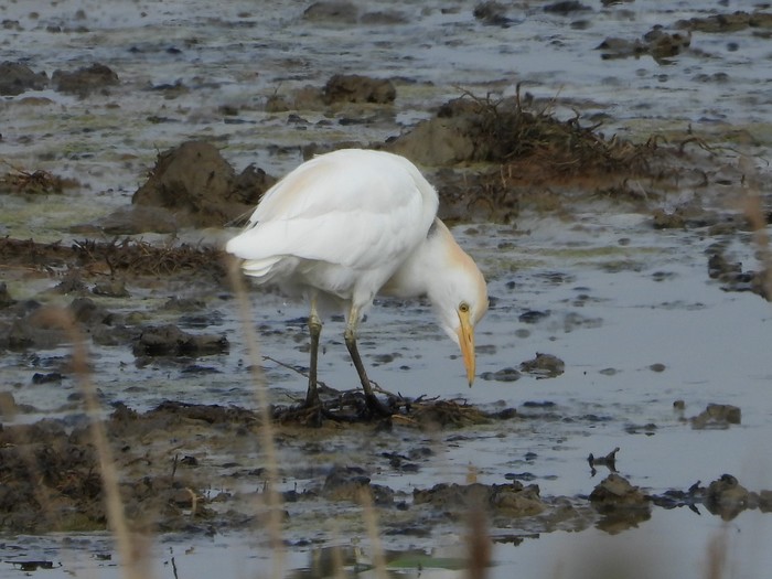 Cattle Egret