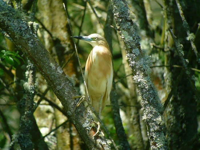 Squacco Heron
