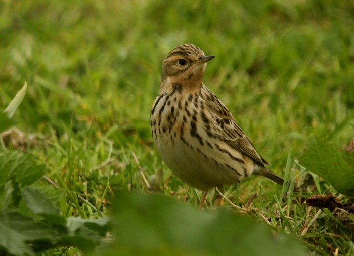 Red-throated Pipit