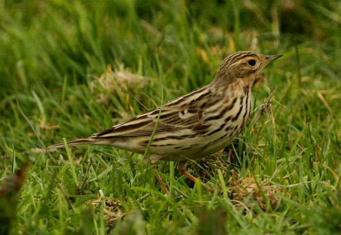 Red-throated Pipit