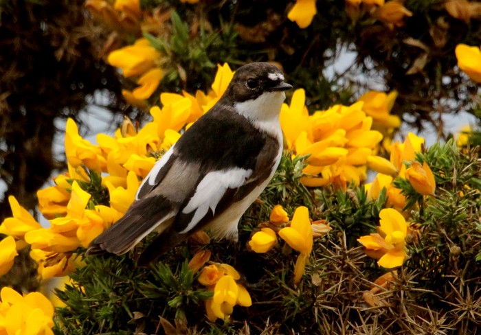 Pied Flycatcher