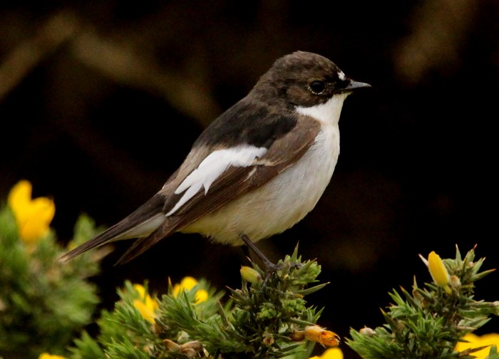 Pied Flycatcher