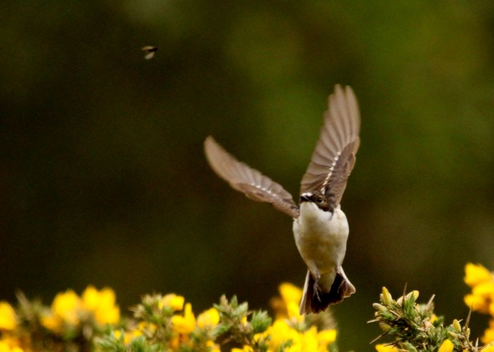 Pied Flycatcher