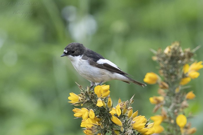 Pied Flycatcher