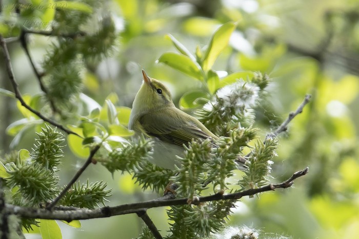 Wood Warbler