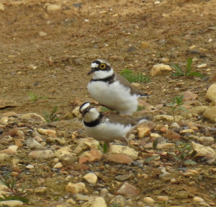 Little Ringed Plover