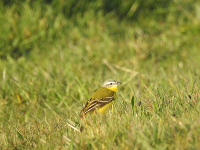 Blue-headed x Yellow Wagtail